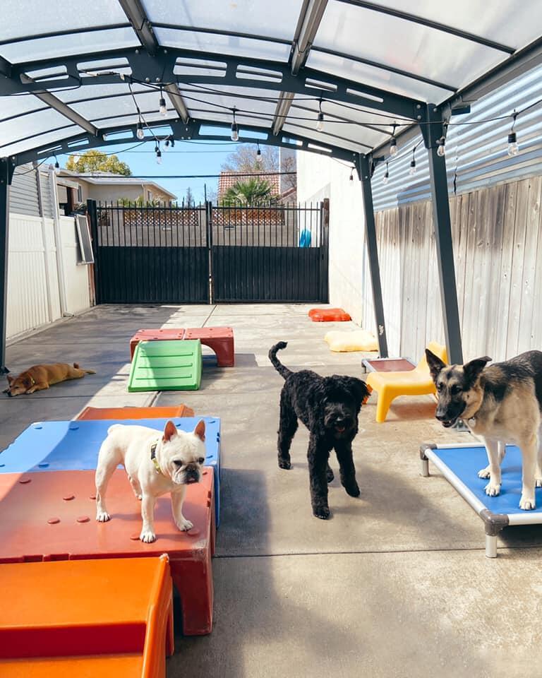 916 739 6303 Cha Chas Doggie Daycare Dog Hotel in Sacramento