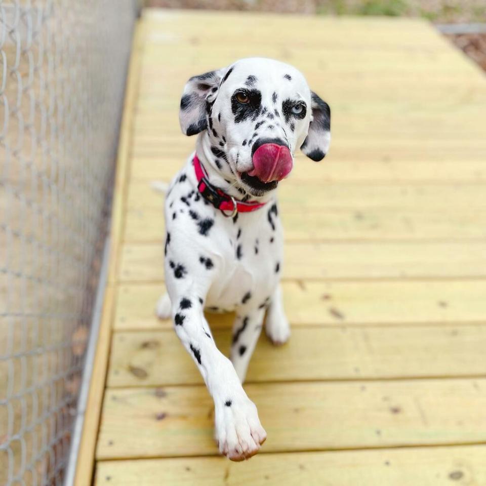 Buy fantasy pet grooming boarding daycare 2025 Black Friday