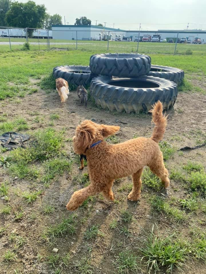 All shops breed kennels