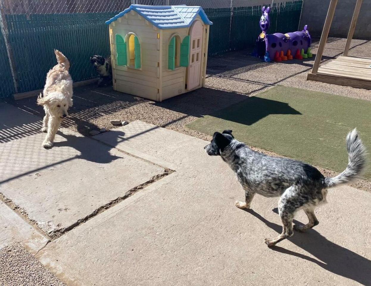 Dog & Cat Boarding in Albuquerque, NM