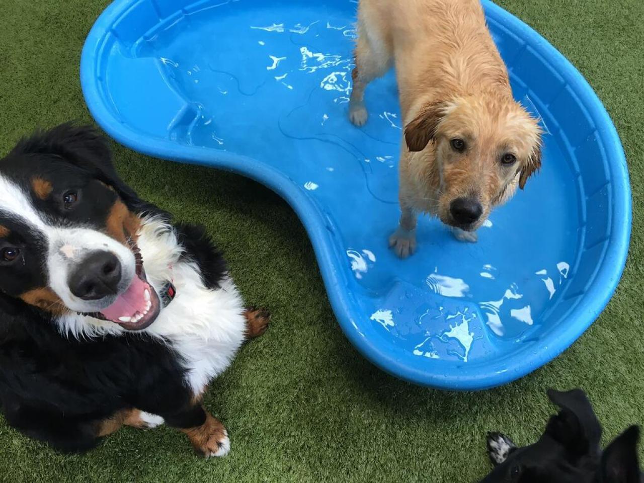 Misty pines kennel deals
