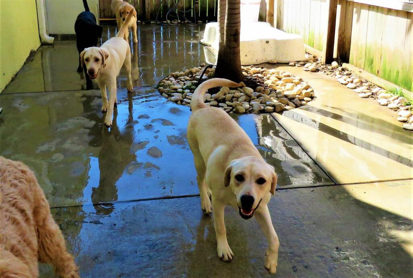 Swimming Pool Dog Hotel And Spa Near Me Hot Dog Resort And