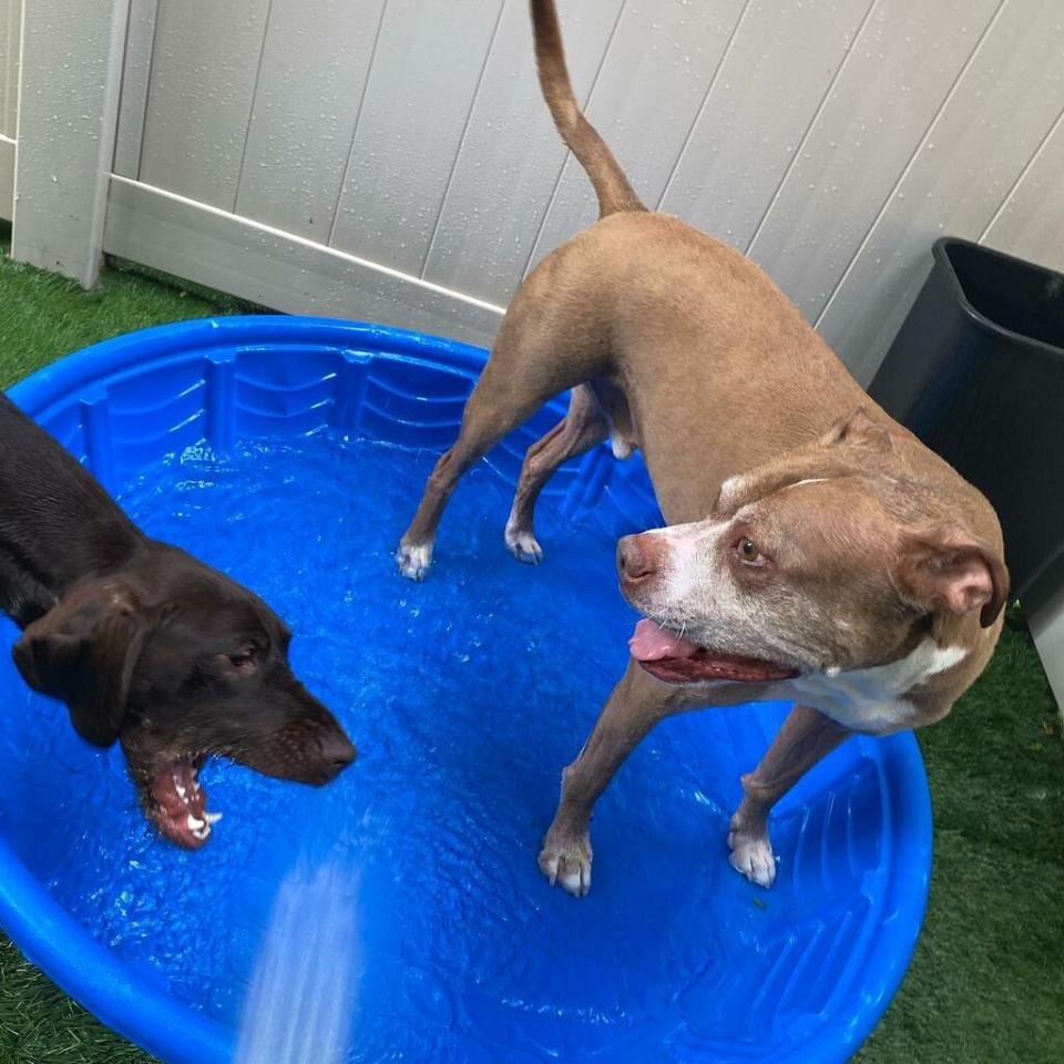 614 725 9124 The Dog Stop Franklinton Doggie Hotel In Columbus Oh Find Book Pet Boarding