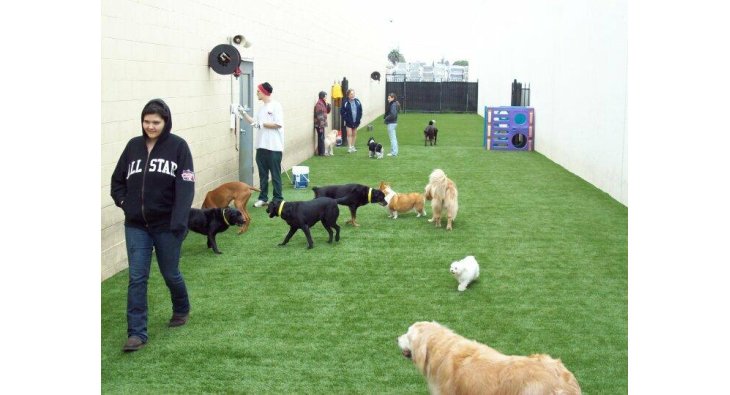 All Star Pet Resort