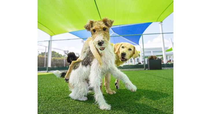 Dog Boarding – Somi Pet Resort