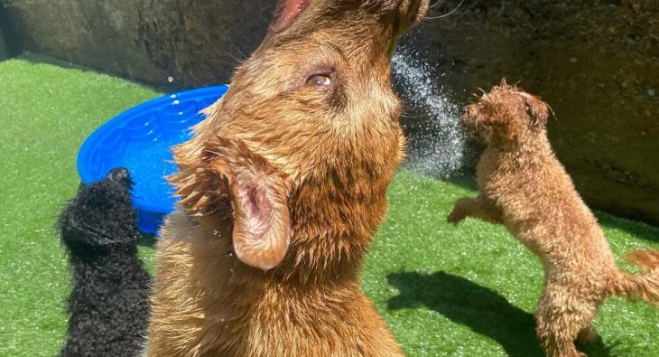 614 725 9124 The Dog Stop Franklinton Doggie Hotel In Columbus Oh Find Book Pet Boarding