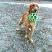 303 688 9578 Beau Monde Kennels Kennel in Castle Rock CO